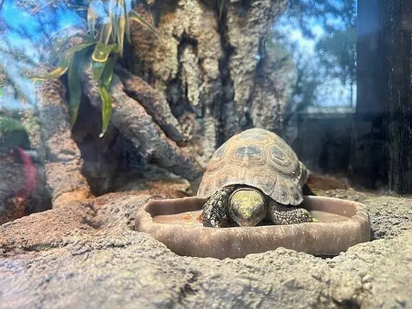 桃園Xpark水族館攻略！夢幻水母與企鵝隧道，親子必去打卡首選。