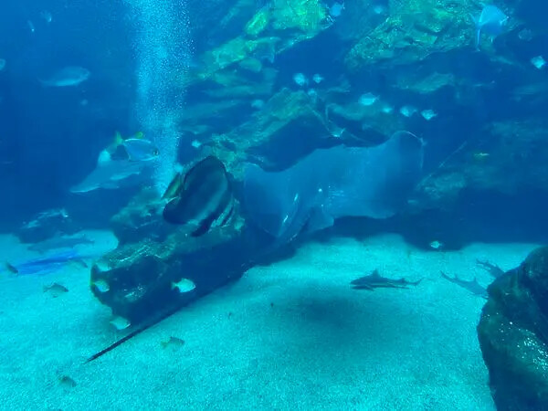 桃園Xpark水族館攻略！夢幻水母與企鵝隧道，親子必去打卡首選。