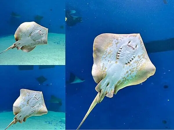 桃園Xpark水族館攻略！夢幻水母與企鵝隧道，親子必去打卡首選。