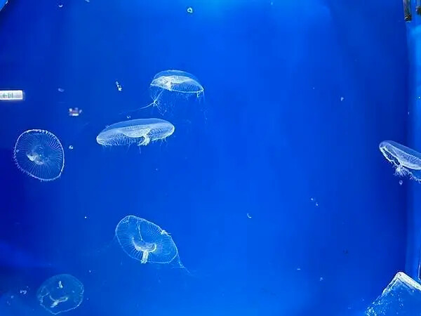 桃園Xpark水族館攻略！夢幻水母與企鵝隧道，親子必去打卡首選。