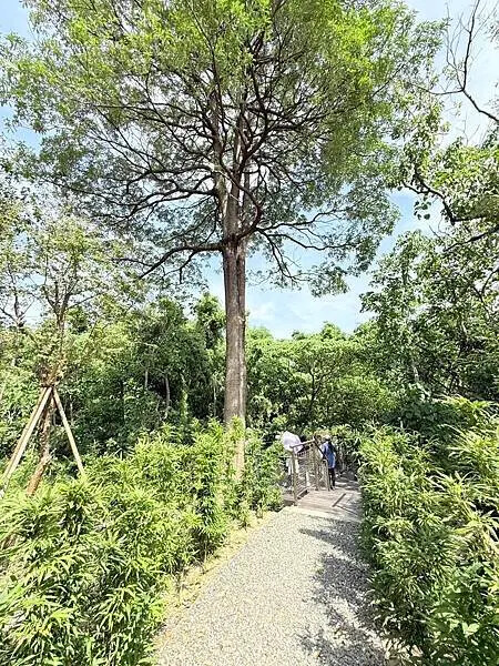 台南秘境再加一！哈赫拿爾森林走進 17 世紀古森林，造都市中的森林步道。