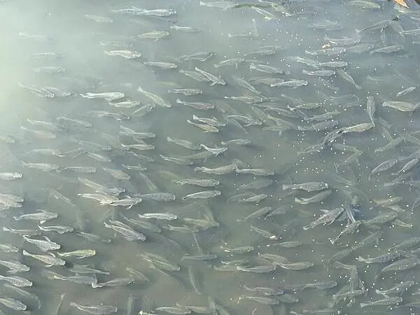 台南秘境再加一！哈赫拿爾森林走進 17 世紀古森林，造都市中的森林步道。