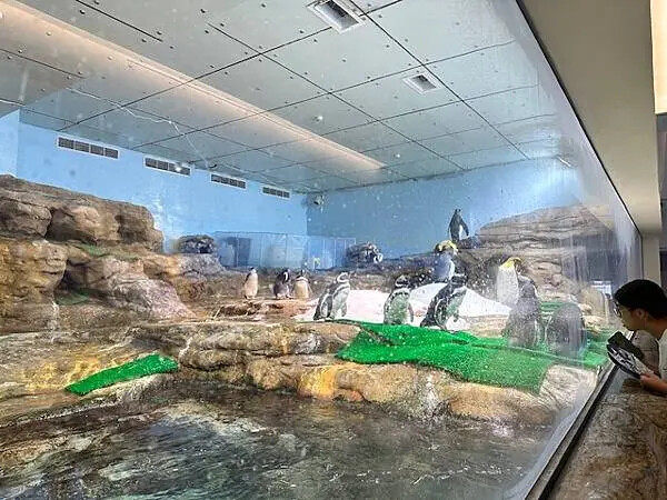 桃園Xpark水族館攻略！夢幻水母與企鵝隧道，親子必去打卡首選。