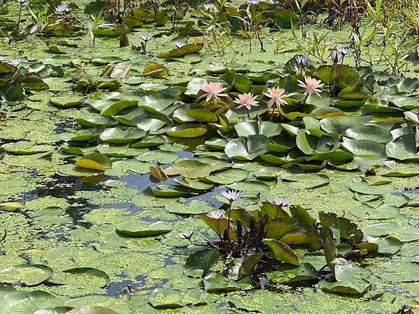 台南秘境再加一！哈赫拿爾森林走進 17 世紀古森林，造都市中的森林步道。