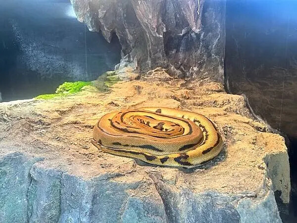 桃園Xpark水族館攻略！夢幻水母與企鵝隧道，親子必去打卡首選。