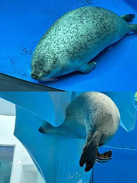 桃園Xpark水族館攻略！夢幻水母與企鵝隧道，親子必去打卡首選。