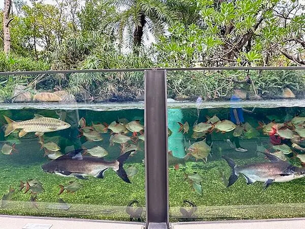 桃園Xpark水族館攻略！夢幻水母與企鵝隧道，親子必去打卡首選。