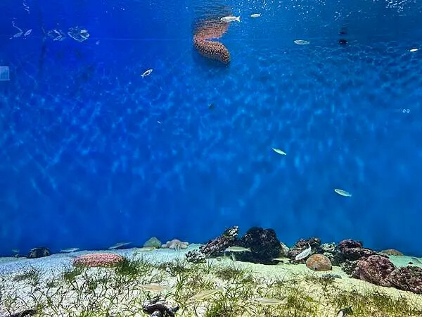 桃園Xpark水族館攻略！夢幻水母與企鵝隧道，親子必去打卡首選。