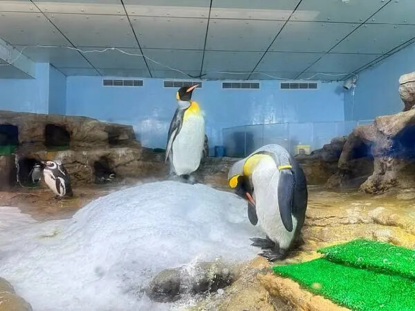 桃園Xpark水族館攻略！夢幻水母與企鵝隧道，親子必去打卡首選。