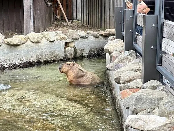 桃園Xpark水族館攻略！夢幻水母與企鵝隧道，親子必去打卡首選。