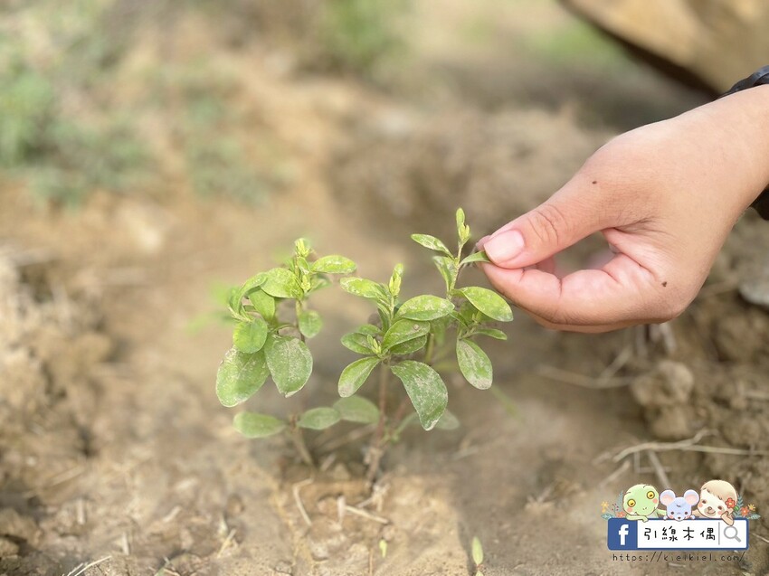 嘉義縣中埔鄉嘉義縣中埔鄉《天然莊園NTG》慢步阿里山，染一布自然，品一壺歲月。茶香與染色，寫下旅行的柔軟時光。