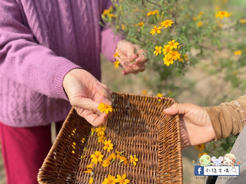 嘉義縣中埔鄉嘉義縣中埔鄉《天然莊園NTG》慢步阿里山，染一布自然，品一壺歲月。茶香與染色，寫下旅行的柔軟時光。