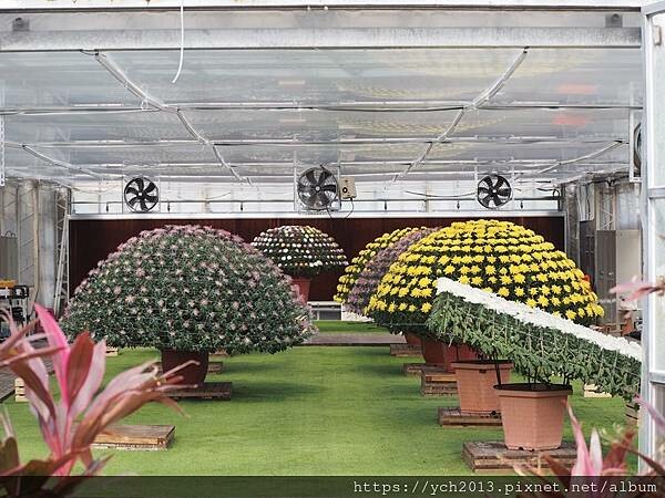 2024士林官邸菊展－菊伴動物派對／全區延長開放到晚上九點，