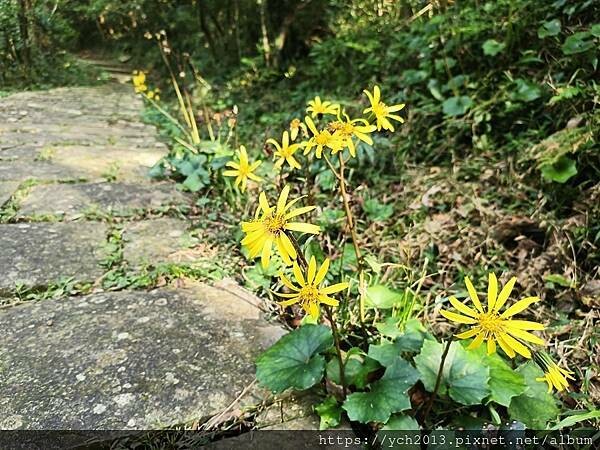 北投陽明山登山步道／中正山步道，中正山停車場至第一登山口，觀