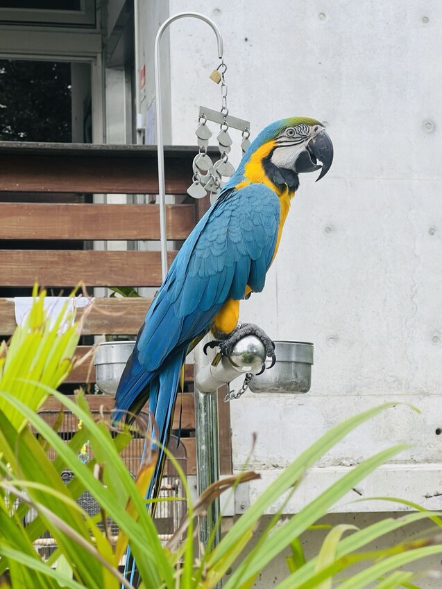 新北市深坑半日遊:深坑老街、深坑木棉花道。午餐Arc Cafe