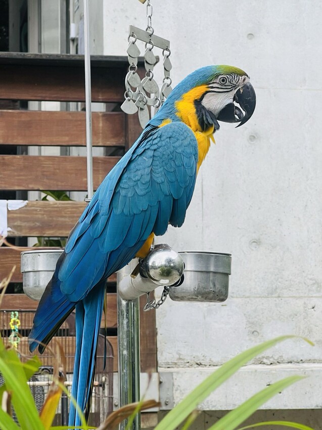 新北市深坑半日遊:深坑老街、深坑木棉花道。午餐Arc Cafe