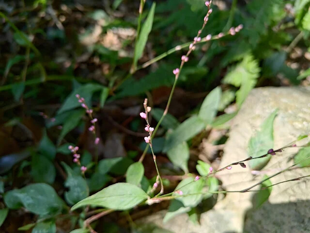 拱北殿 - 後山步道 - 睫穗蓼