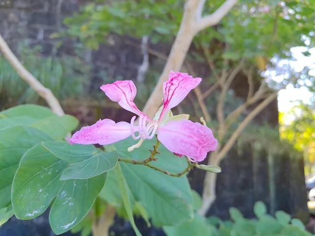 拱北殿 - 停車場 - 洋紫荊