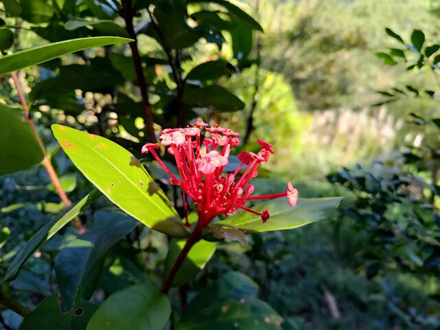 拱北殿 - 後山步道 - 仙丹花