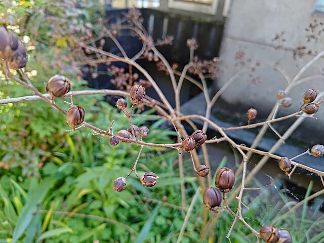 拱北殿 - 後山步道 - 九芎