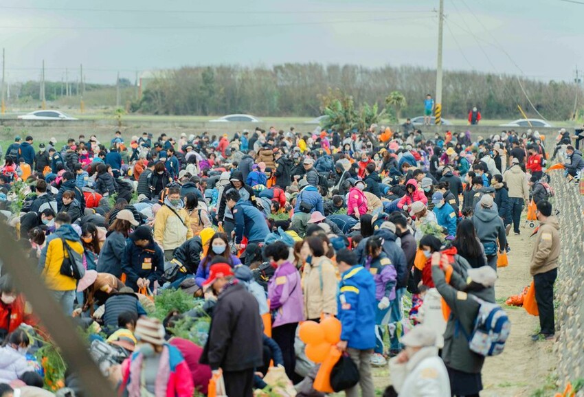 雲林東勢的萬人盛會!2025「國際台灣胡蘿蔔日」親子同樂拔蔔、逛市集 (4)