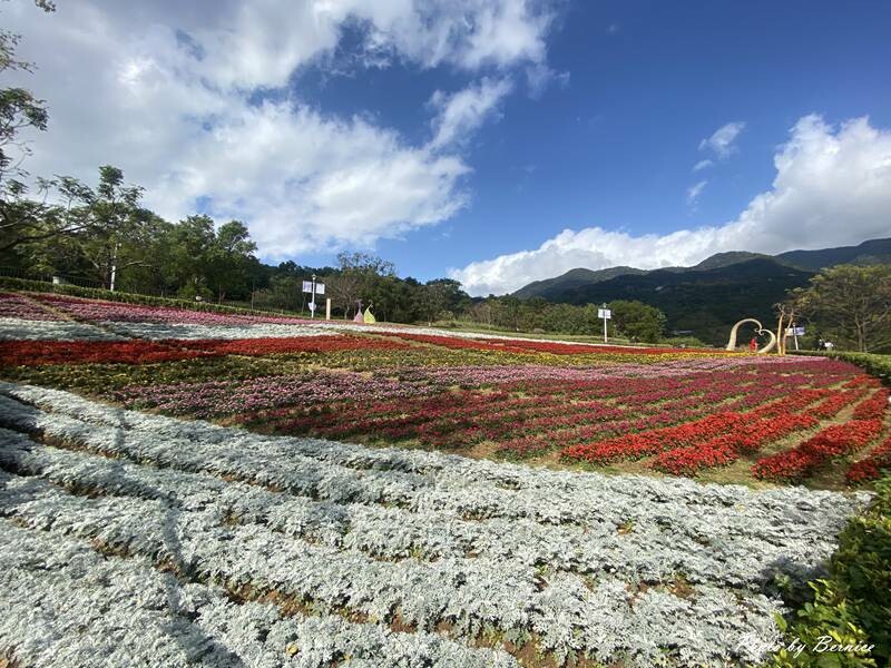 北投社三層崎公園花海~彩色浪花海.走春好所在 @Bernice的隨手筆記