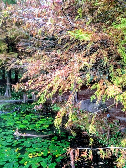 2024.12.13 造訪苗栗縣南庄雲水溫泉度假莊園落羽松湖秘境莊園(Bald Cypress lake landscape at Cloud-Water Resort Villa),   , Miaoli county, North Taiwan, photos by SJKen , Dec 13, 2024.