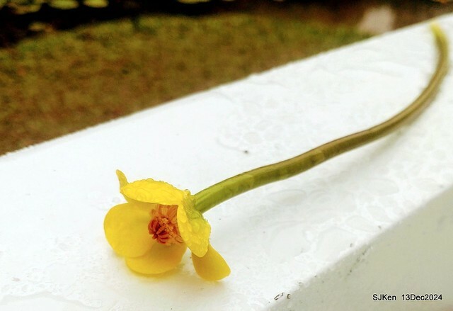 2024.12.13 造訪苗栗縣南庄雲水溫泉度假莊園落羽松湖秘境莊園(Bald Cypress lake landscape at Cloud-Water Resort Villa),   , Miaoli county, North Taiwan, photos by SJKen , Dec 13, 2024.