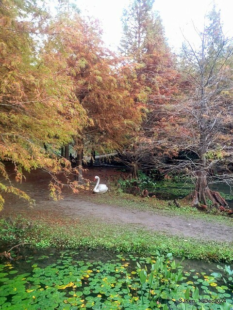 2024.12.13 造訪苗栗縣南庄雲水溫泉度假莊園落羽松湖秘境莊園(Bald Cypress lake landscape at Cloud-Water Resort Villa),   , Miaoli county, North Taiwan, photos by SJKen , Dec 13, 2024.