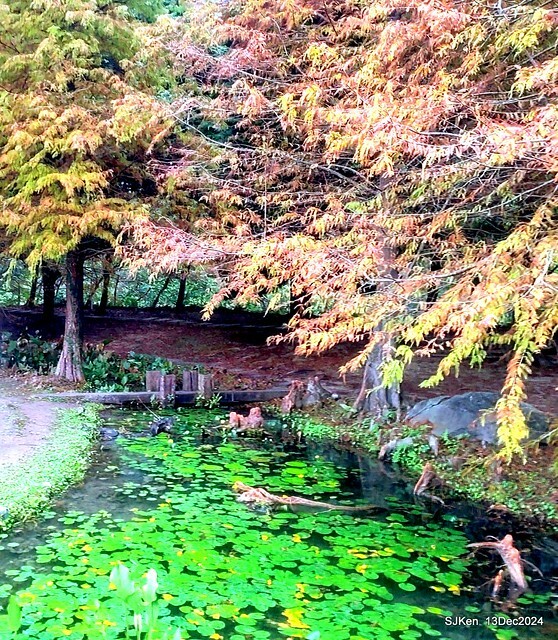 2024.12.13 造訪苗栗縣南庄雲水溫泉度假莊園落羽松湖秘境莊園(Bald Cypress lake landscape at Cloud-Water Resort Villa),   , Miaoli county, North Taiwan, photos by SJKen , Dec 13, 2024.