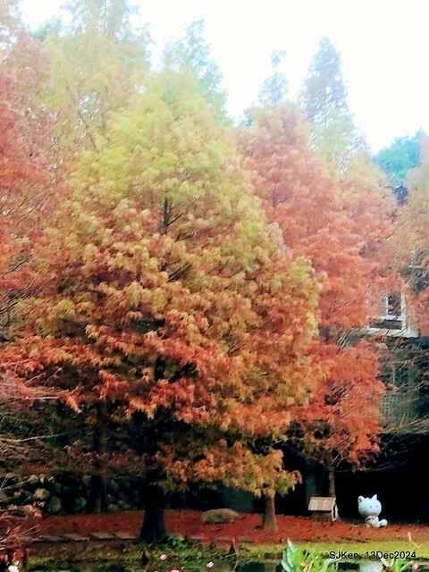 2024.12.13 造訪苗栗縣南庄雲水溫泉度假莊園落羽松湖秘境莊園(Bald Cypress lake landscape at Cloud-Water Resort Villa),   , Miaoli county, North Taiwan, photos by SJKen , Dec 13, 2024.