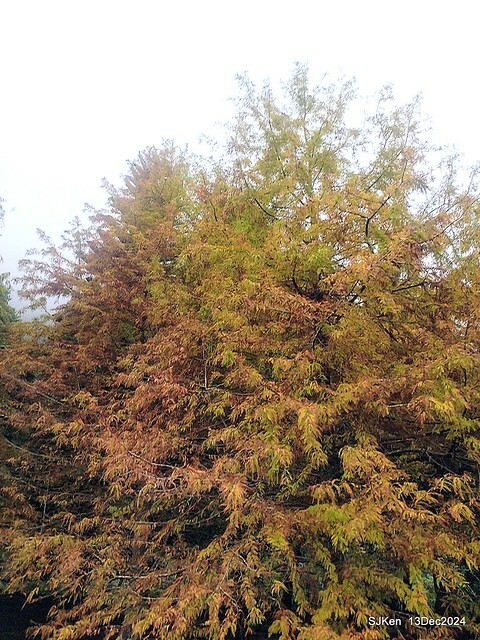 2024.12.13 造訪苗栗縣南庄雲水溫泉度假莊園落羽松湖秘境莊園(Bald Cypress lake landscape at Cloud-Water Resort Villa),   , Miaoli county, North Taiwan, photos by SJKen , Dec 13, 2024.