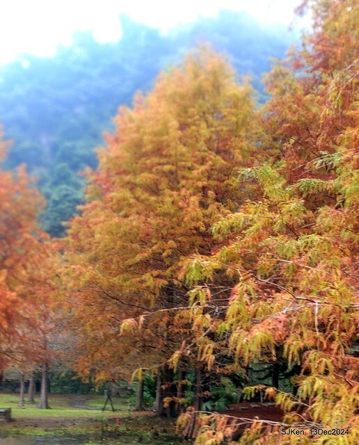 2024.12.13 造訪苗栗縣南庄雲水溫泉度假莊園落羽松湖秘境莊園(Bald Cypress lake landscape at Cloud-Water Resort Villa),   , Miaoli county, North Taiwan, photos by SJKen , Dec 13, 2024.