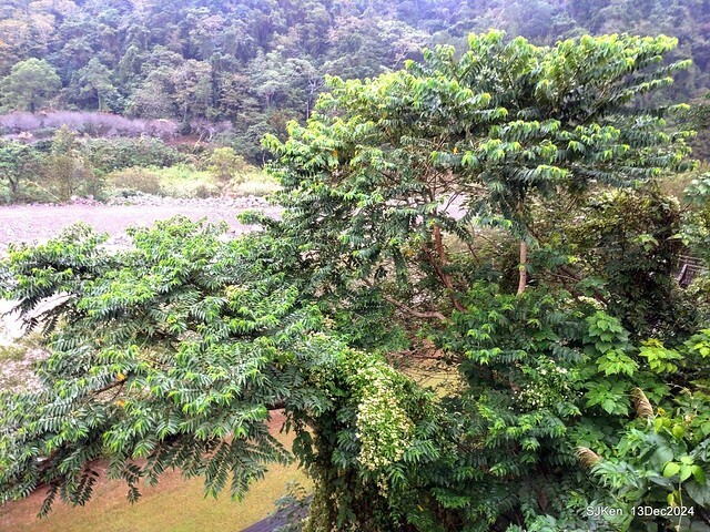 2024.12.13 造訪苗栗縣南庄雲水溫泉度假莊園落羽松湖秘境莊園(Bald Cypress lake landscape at Cloud-Water Resort Villa),   , Miaoli county, North Taiwan, photos by SJKen , Dec 13, 2024.