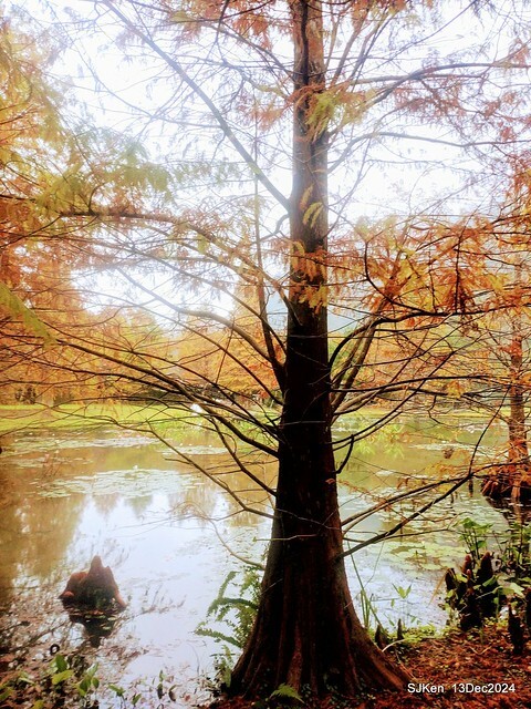 2024.12.13 造訪苗栗縣南庄雲水溫泉度假莊園落羽松湖秘境莊園(Bald Cypress lake landscape at Cloud-Water Resort Villa),   , Miaoli county, North Taiwan, photos by SJKen , Dec 13, 2024.