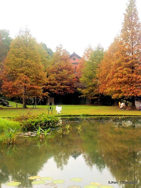 2024.12.13 造訪苗栗縣南庄雲水溫泉度假莊園落羽松湖秘境莊園(Bald Cypress lake landscape at Cloud-Water Resort Villa),   , Miaoli county, North Taiwan, photos by SJKen , Dec 13, 2024.