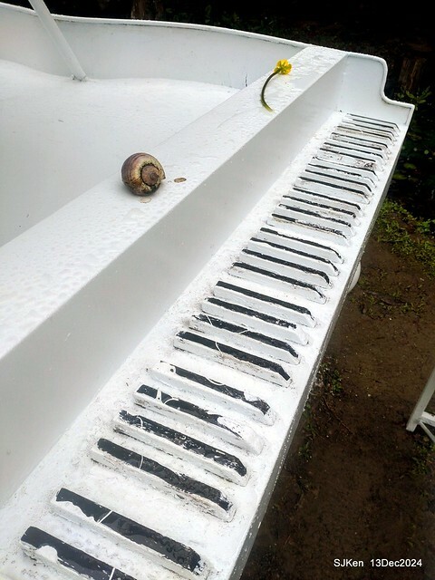 2024.12.13 造訪苗栗縣南庄雲水溫泉度假莊園落羽松湖秘境莊園(Bald Cypress lake landscape at Cloud-Water Resort Villa),   , Miaoli county, North Taiwan, photos by SJKen , Dec 13, 2024.