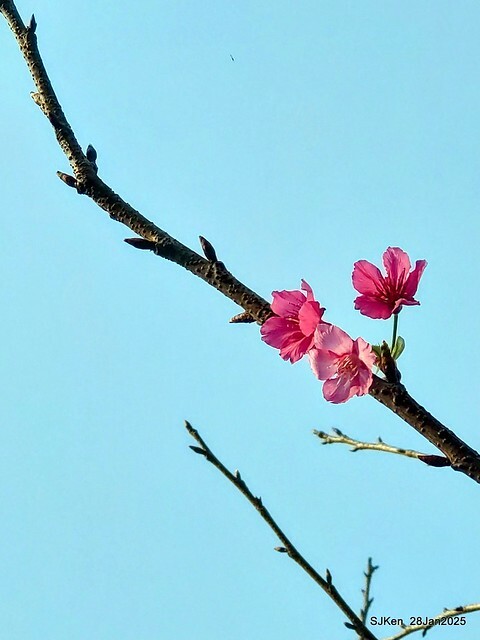 2025內湖樂活公園夜櫻季(Cherry Blossoms exhibition at Naihu park, Taipei, Taiwan,  by SJKen, Jan 28, 2025)