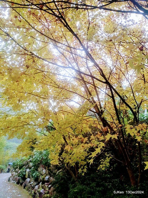 2024.12.13 造訪苗栗縣南庄雲水溫泉度假莊園落羽松湖秘境莊園(Bald Cypress lake landscape at Cloud-Water Resort Villa),   , Miaoli county, North Taiwan, photos by SJKen , Dec 13, 2024.