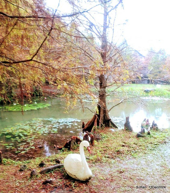 2024.12.13 造訪苗栗縣南庄雲水溫泉度假莊園落羽松湖秘境莊園(Bald Cypress lake landscape at Cloud-Water Resort Villa),   , Miaoli county, North Taiwan, photos by SJKen , Dec 13, 2024.