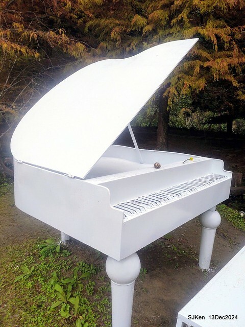 2024.12.13 造訪苗栗縣南庄雲水溫泉度假莊園落羽松湖秘境莊園(Bald Cypress lake landscape at Cloud-Water Resort Villa),   , Miaoli county, North Taiwan, photos by SJKen , Dec 13, 2024.