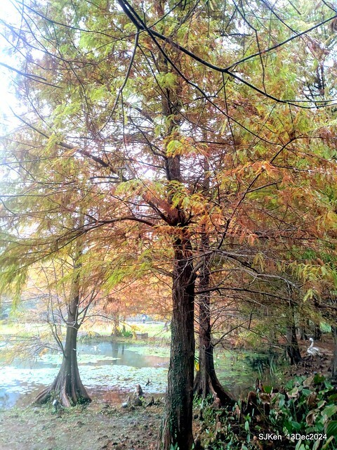 2024.12.13 造訪苗栗縣南庄雲水溫泉度假莊園落羽松湖秘境莊園(Bald Cypress lake landscape at Cloud-Water Resort Villa),   , Miaoli county, North Taiwan, photos by SJKen , Dec 13, 2024.