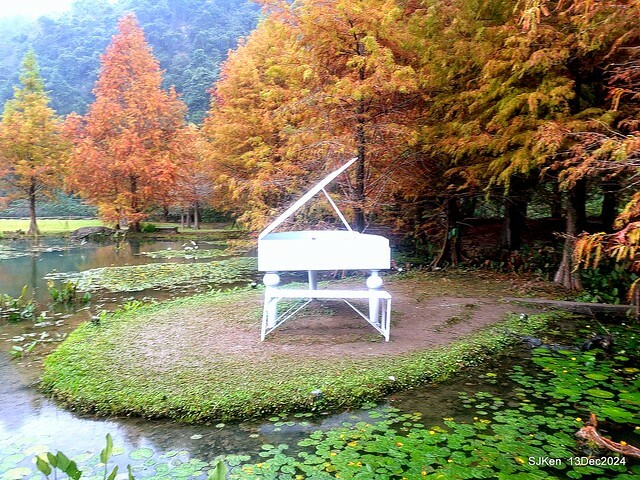 2024.12.13 造訪苗栗縣南庄雲水溫泉度假莊園落羽松湖秘境莊園(Bald Cypress lake landscape at Cloud-Water Resort Villa),   , Miaoli county, North Taiwan, photos by SJKen , Dec 13, 2024.