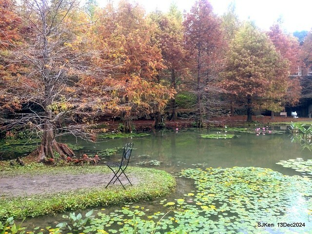 2024.12.13 造訪苗栗縣南庄雲水溫泉度假莊園落羽松湖秘境莊園(Bald Cypress lake landscape at Cloud-Water Resort Villa),   , Miaoli county, North Taiwan, photos by SJKen , Dec 13, 2024.