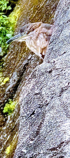 台北大湖公園與碧湖公園水鳥(Waterbirds at the Big lake park & Green lake park) , Taipei, Taiwan, SJKen , 09 Jan 2025.