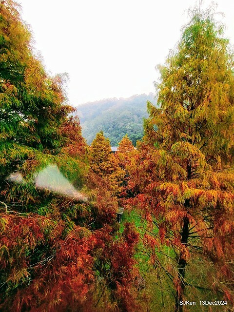 2024.12.13 造訪苗栗縣南庄雲水溫泉度假莊園落羽松湖秘境莊園(Bald Cypress lake landscape at Cloud-Water Resort Villa),   , Miaoli county, North Taiwan, photos by SJKen , Dec 13, 2024.