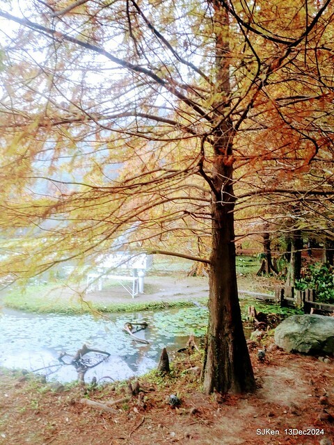 2024.12.13 造訪苗栗縣南庄雲水溫泉度假莊園落羽松湖秘境莊園(Bald Cypress lake landscape at Cloud-Water Resort Villa),   , Miaoli county, North Taiwan, photos by SJKen , Dec 13, 2024.