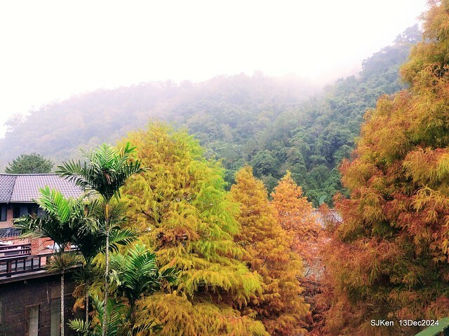 2024.12.13 造訪苗栗縣南庄雲水溫泉度假莊園落羽松湖秘境莊園(Bald Cypress lake landscape at Cloud-Water Resort Villa),   , Miaoli county, North Taiwan, photos by SJKen , Dec 13, 2024.