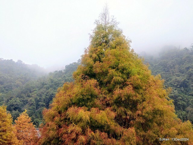 2024.12.13 造訪苗栗縣南庄雲水溫泉度假莊園落羽松湖秘境莊園(Bald Cypress lake landscape at Cloud-Water Resort Villa),   , Miaoli county, North Taiwan, photos by SJKen , Dec 13, 2024.