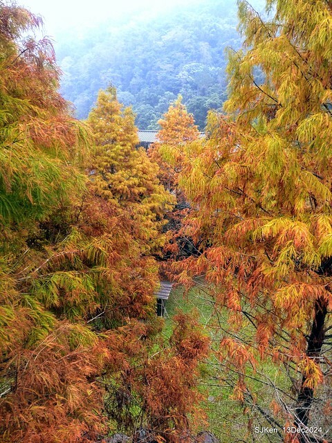 2024.12.13 造訪苗栗縣南庄雲水溫泉度假莊園落羽松湖秘境莊園(Bald Cypress lake landscape at Cloud-Water Resort Villa),   , Miaoli county, North Taiwan, photos by SJKen , Dec 13, 2024.